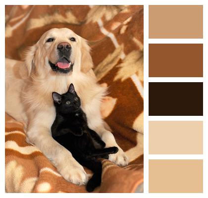 Golden Ritriver And Vorderman Dark Dog And Cat Ritriver And The Cat Image
